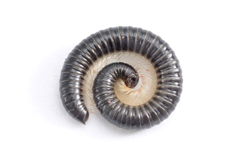close up of a Millipede curled up