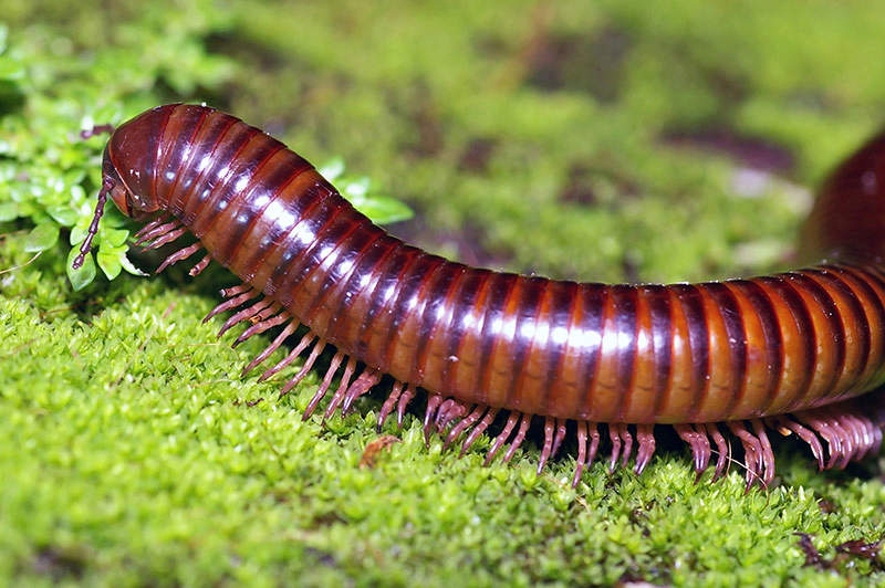 Millipede on moss mat