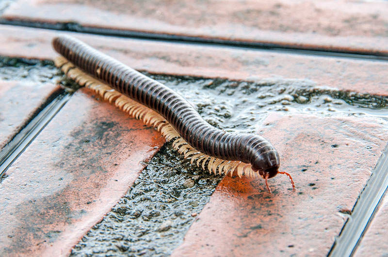 crawling Millipede