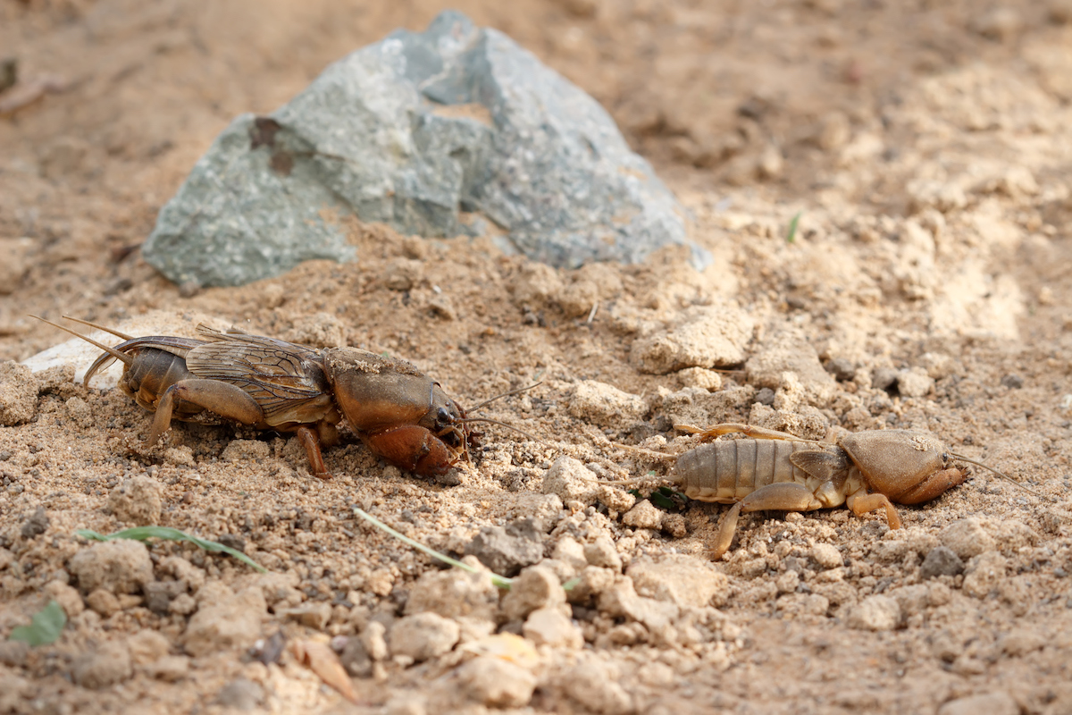 Male and female European mole crickets