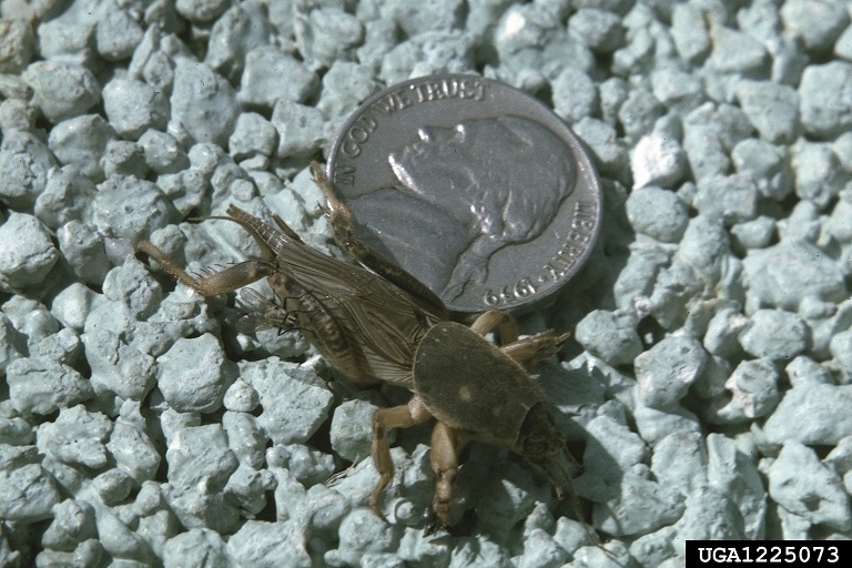 Male European mole cricket