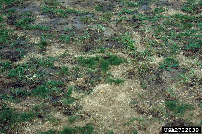 Male and female European mole cricket damage