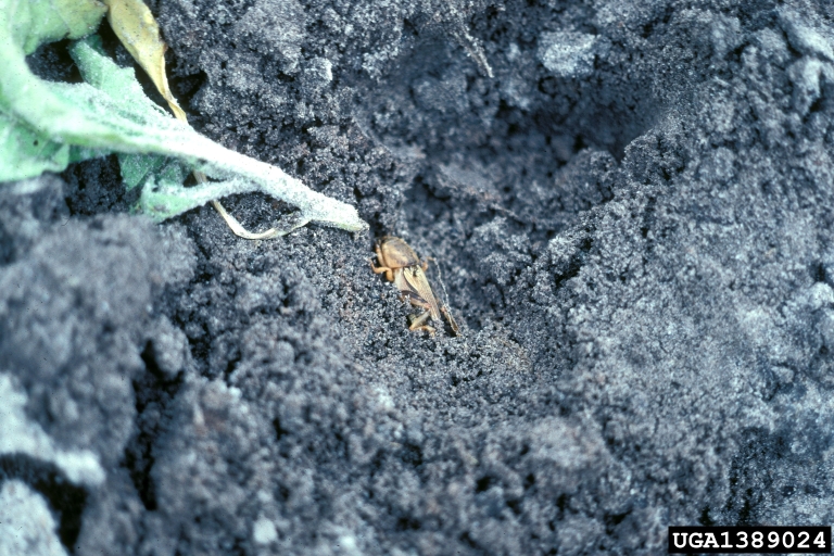 Male European mole cricket eating on plants
