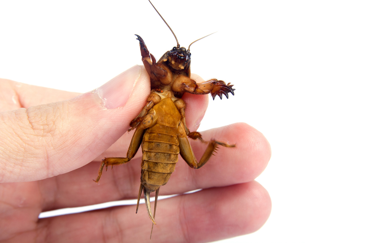 A person holding an adult mole cricket