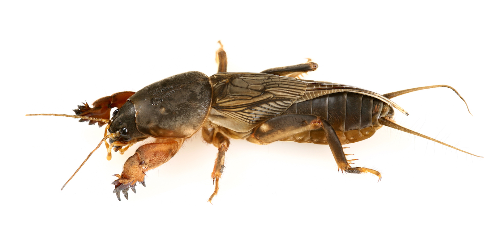 Male European mole cricket close up