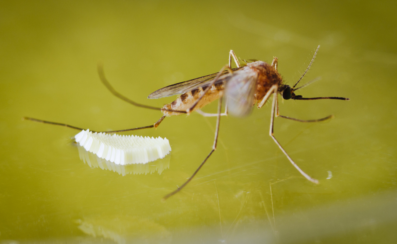 Female mosquito laying eggs in water