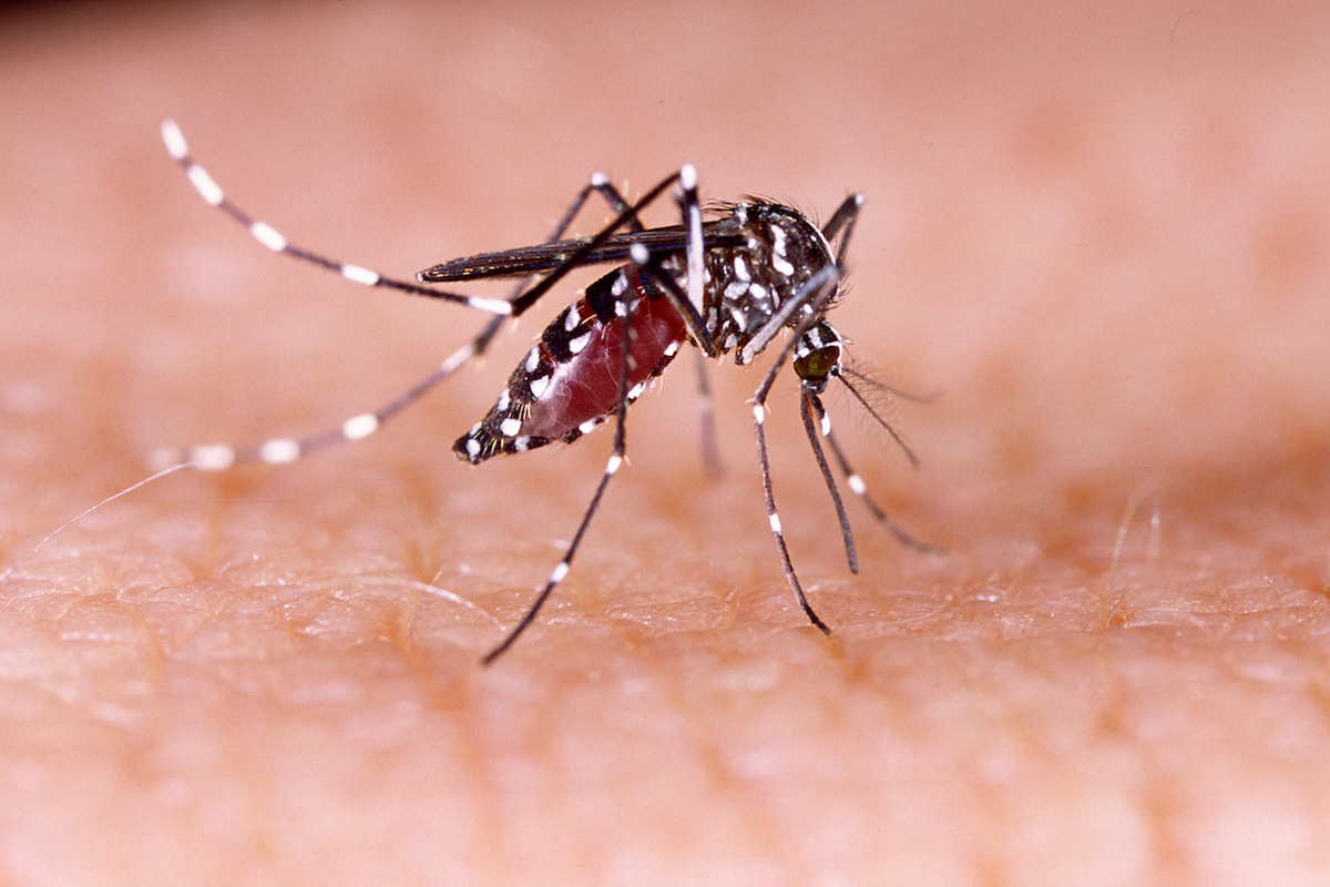mosquito feeding on human blood