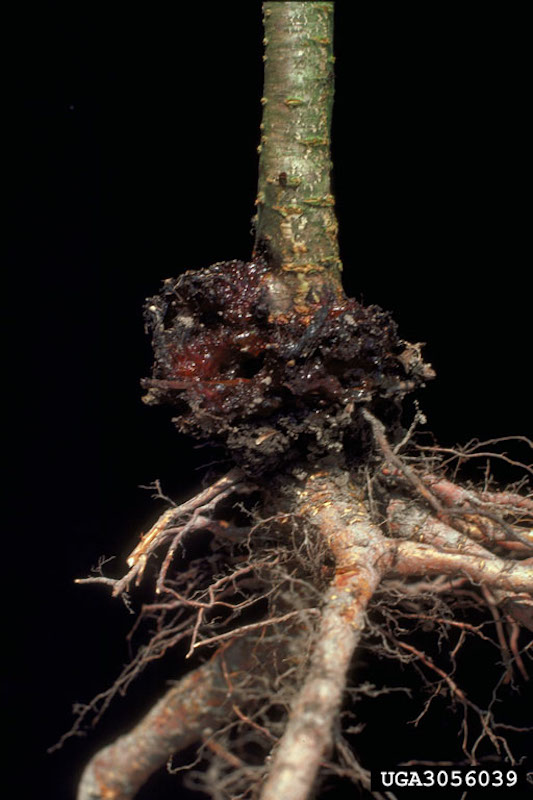 close up image of damaged tree roots.