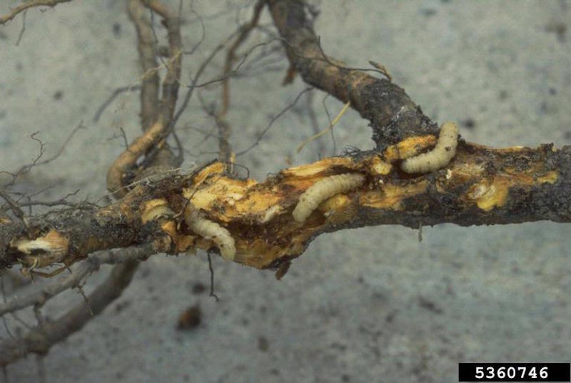 Close up image of root damage.