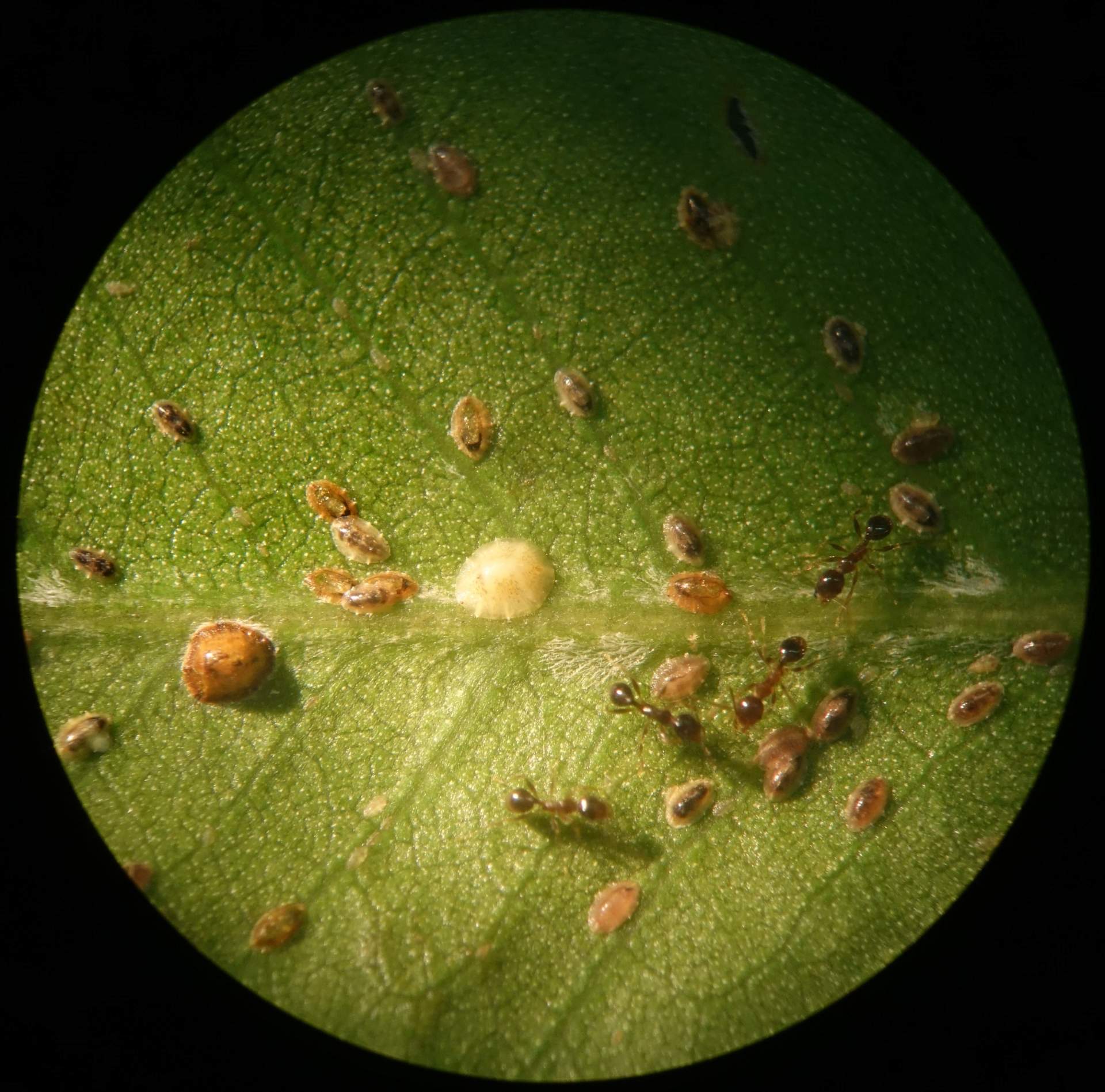 Ants and scale insects on a leaf
