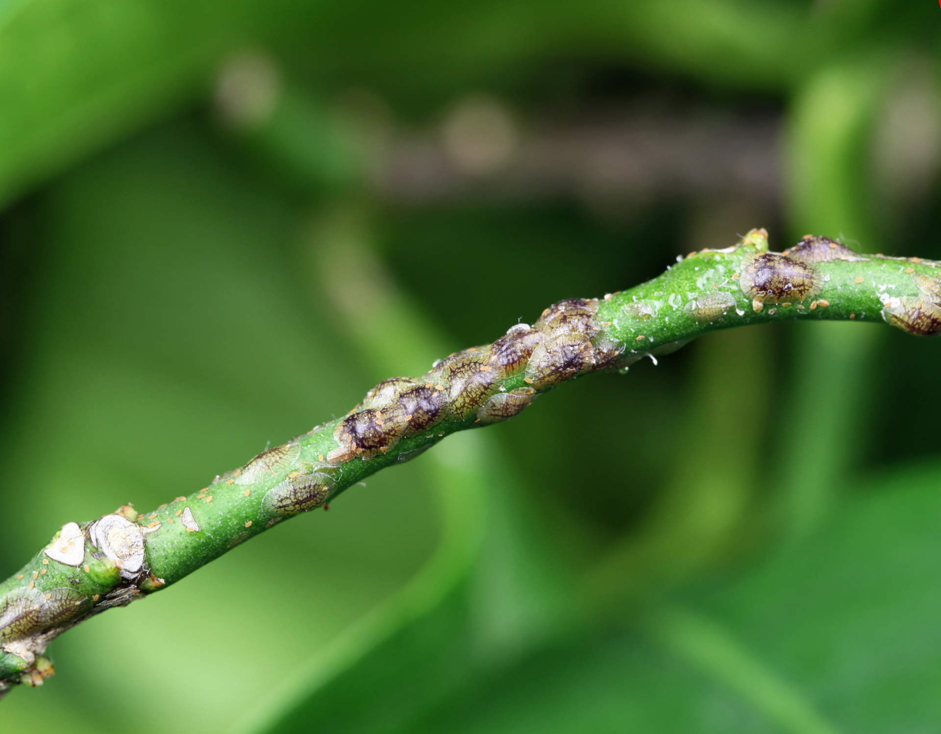 Citrus infested by scale insects