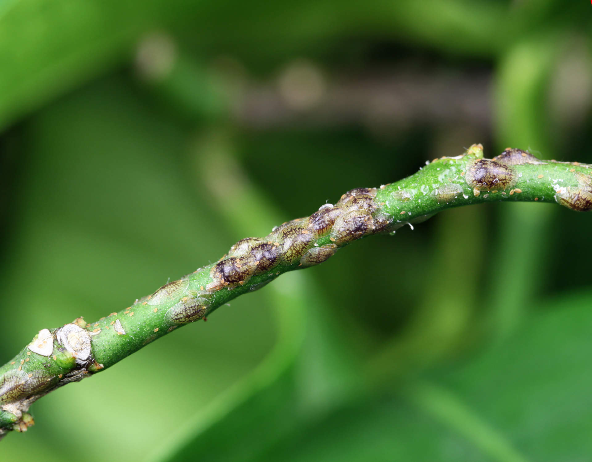 How to Identify and Control Scale Insects