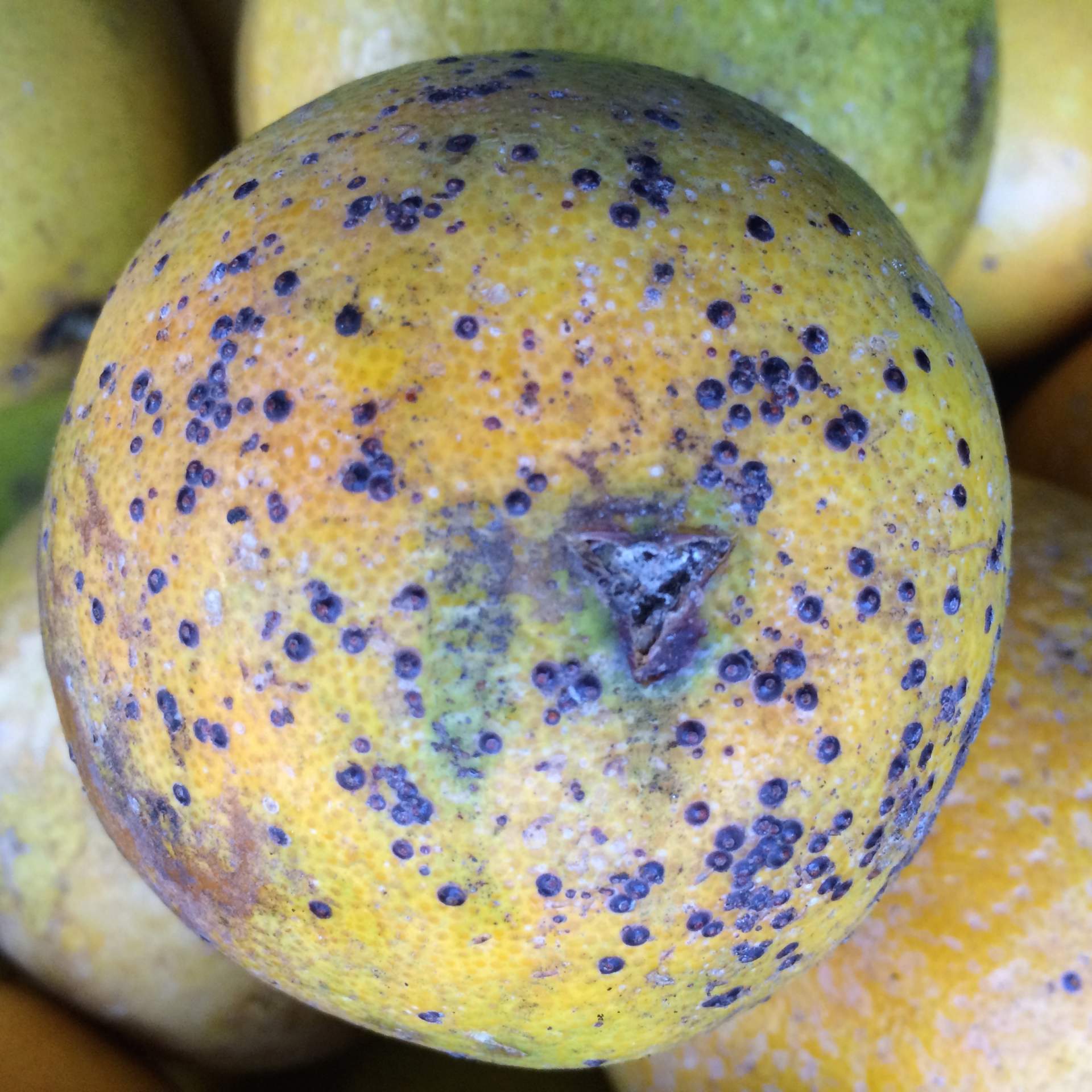 scale insects on citrus