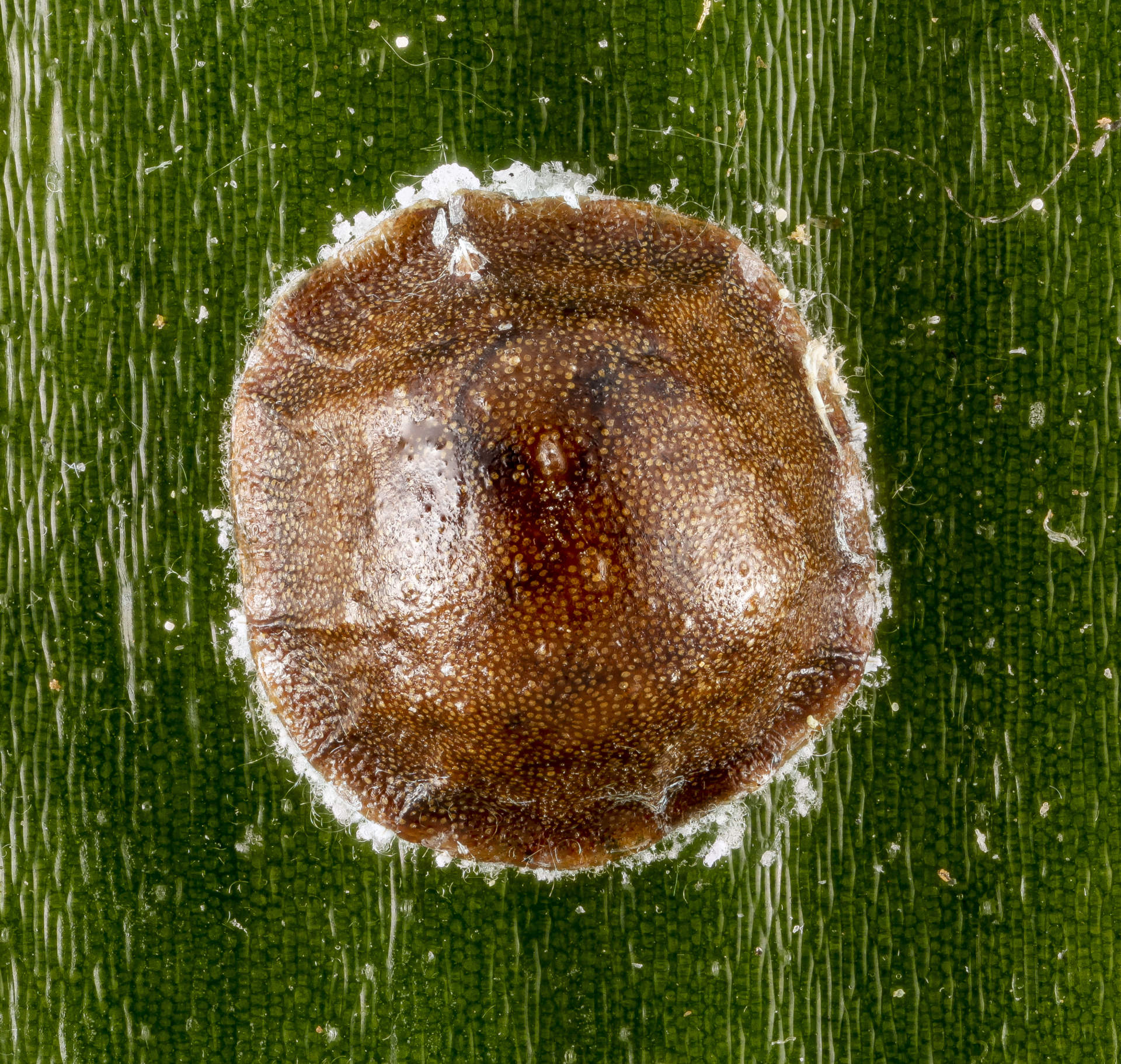 up close image of scale insect