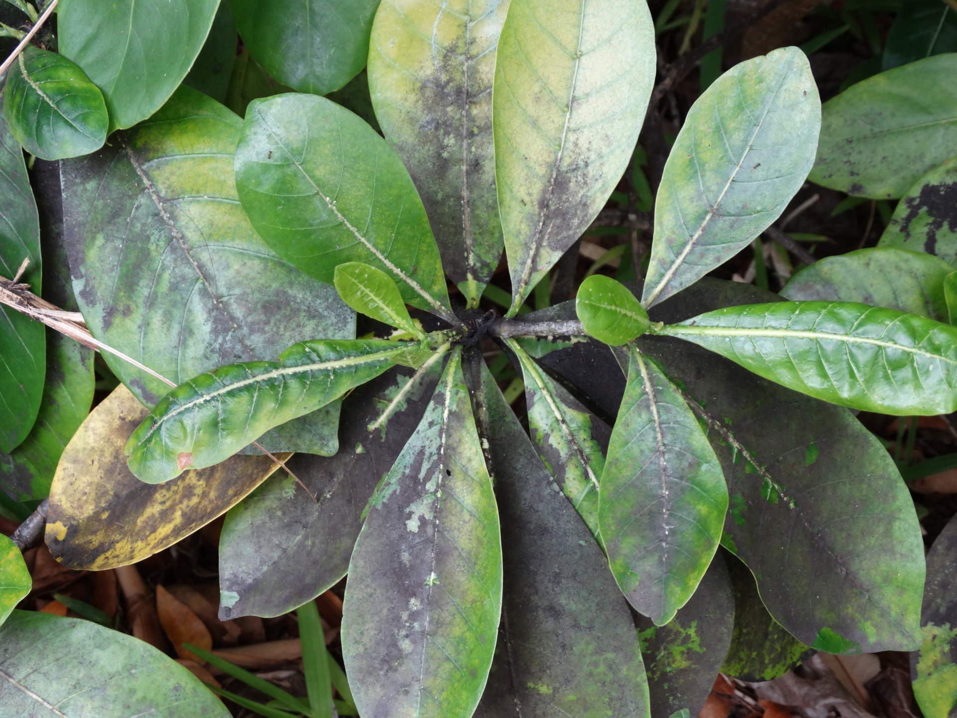 Tahitian gardenia: Sooty mold and scale insects