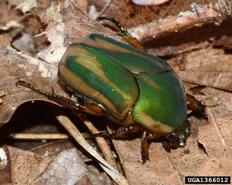 Adult Green-June beetle