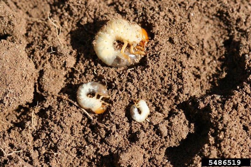 May-June beetle white grub