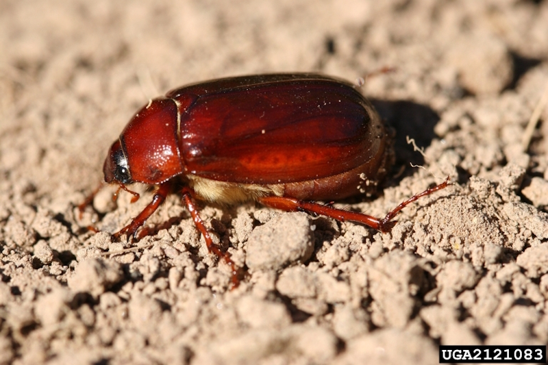 Identify Control Scarab Beetles