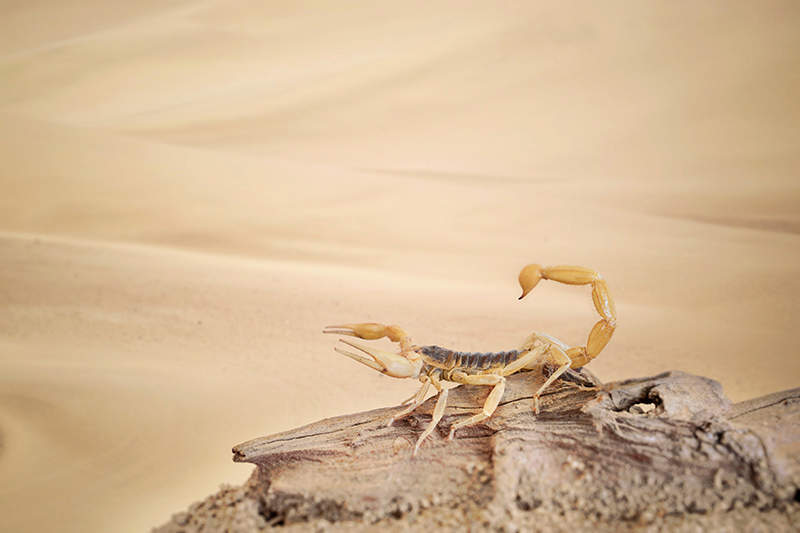 dessert scorpion