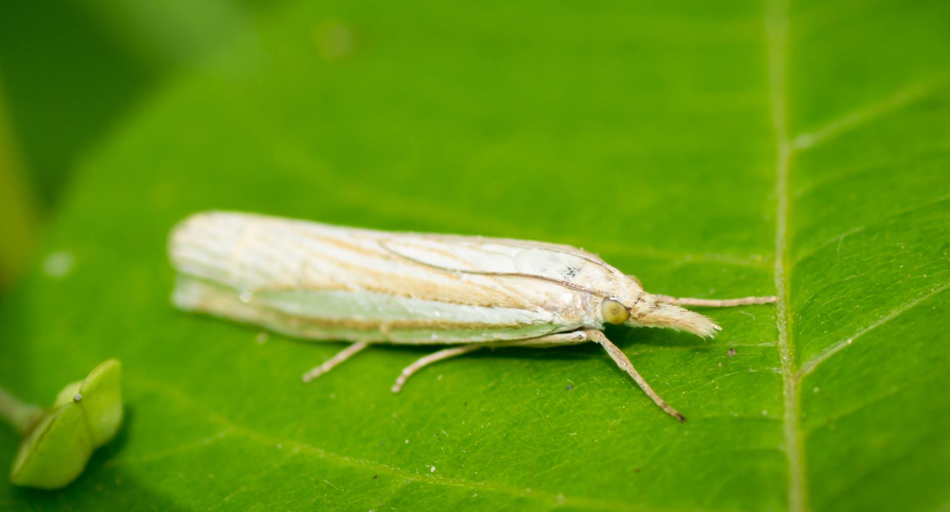 Eastern Grass-veener (Crambus laqueatellus)
