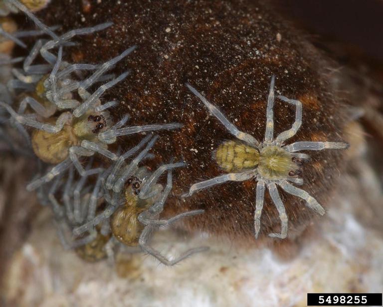 Baby wolf spider on moms back