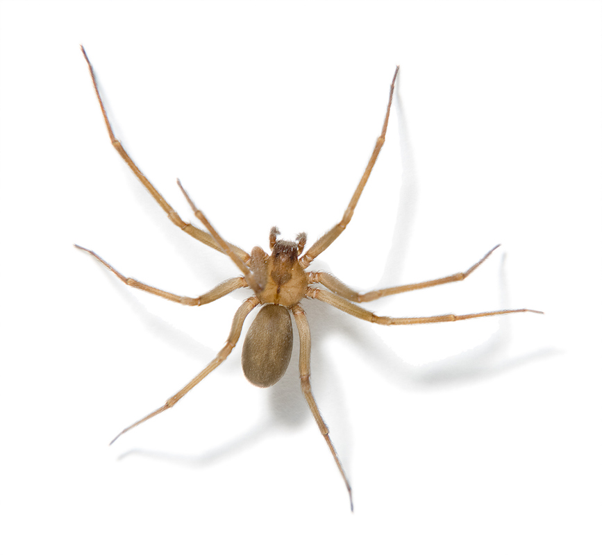 Close up of a Brown Recluse Spider