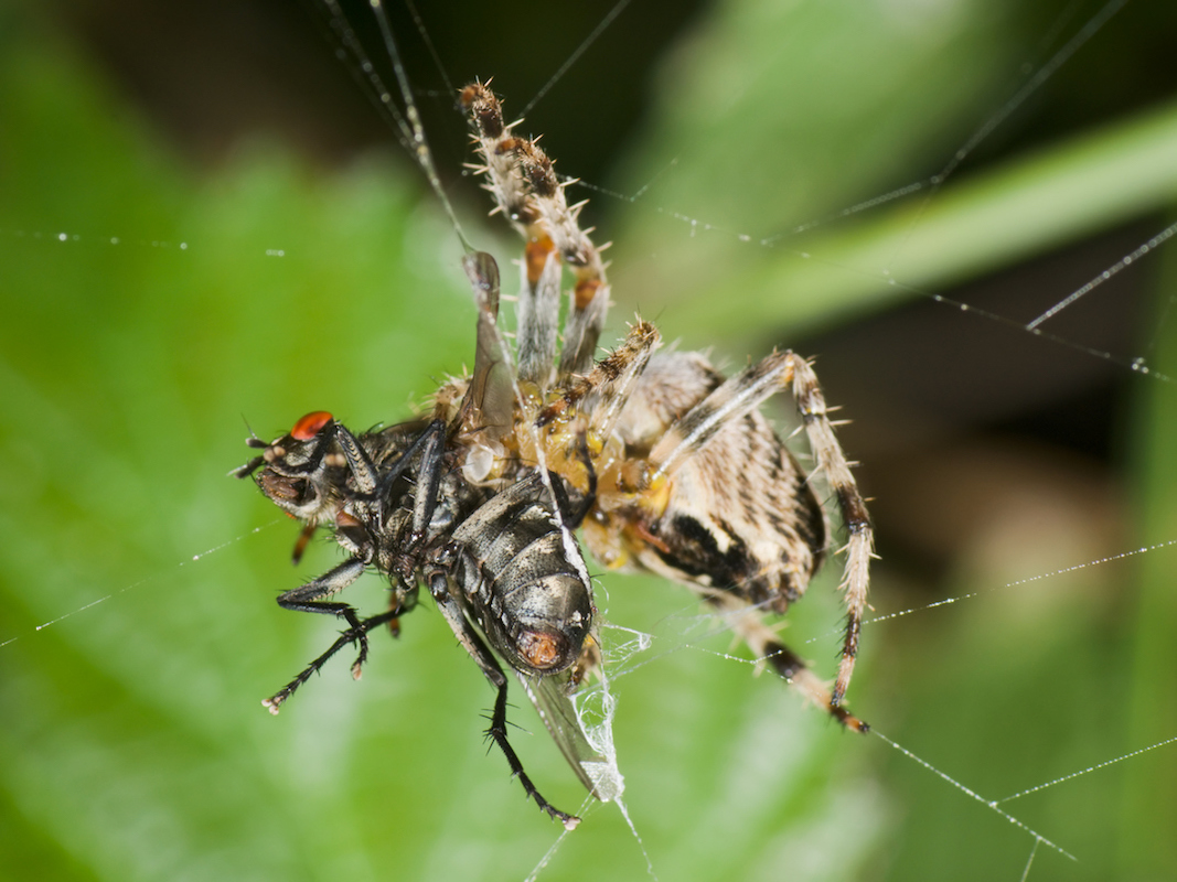 Spider feeding on a fly