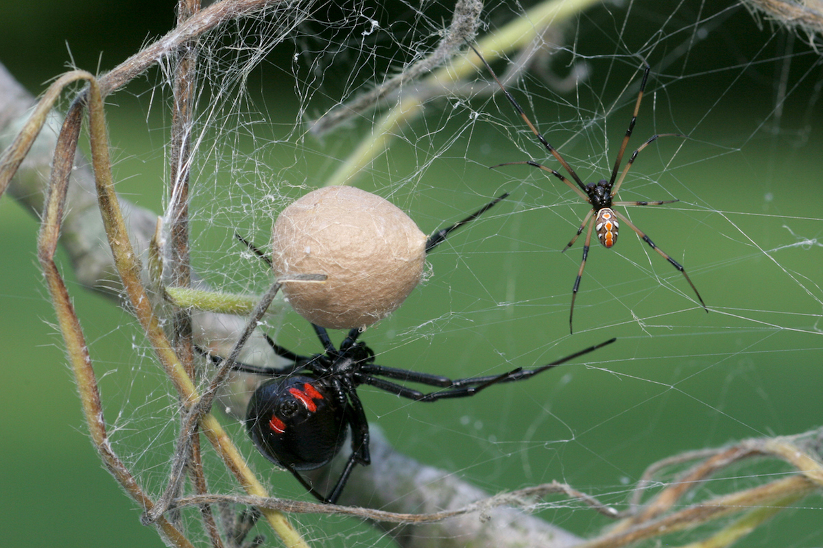 Male and Female Black Widow Spider and an egg