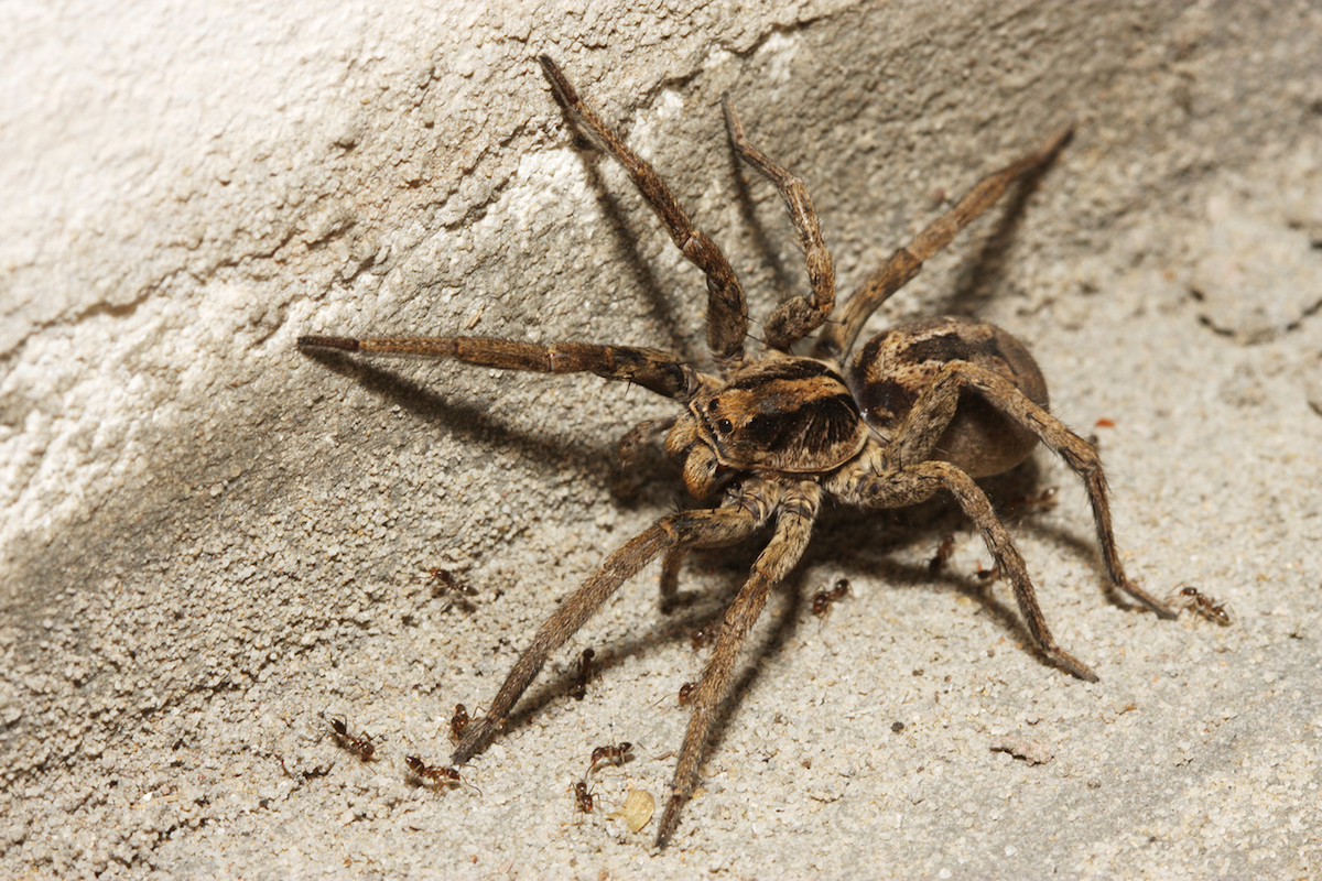 Adult wolf spider