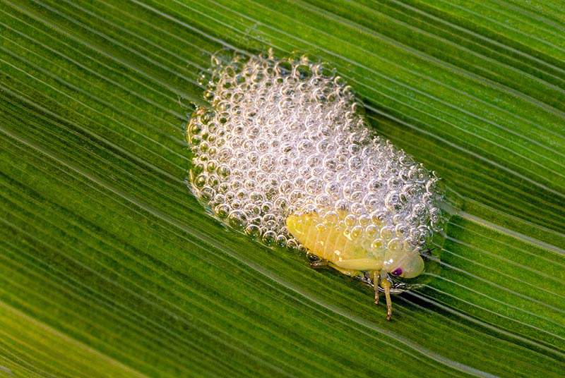 Froghopper nymph (Cercopoidea) on leaf