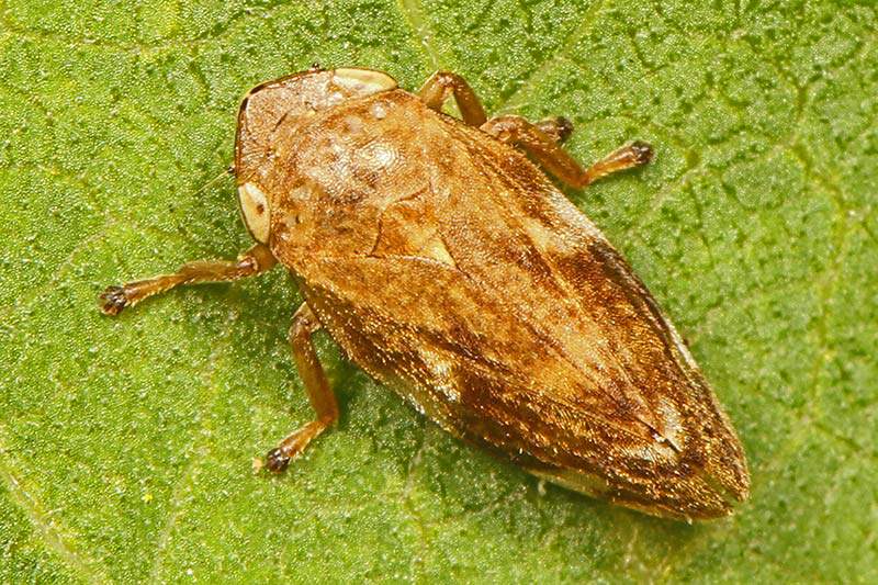 adult froghopper spittlebug