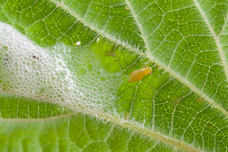 Spittle Bug on a leaf