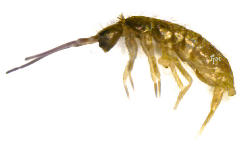 Close up image of an adult springtail.