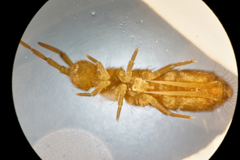 Close up of a springtail