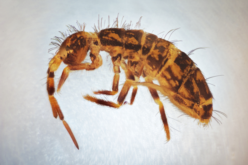 Close up of a springtail