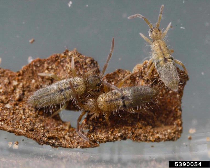 Close up of a springtail