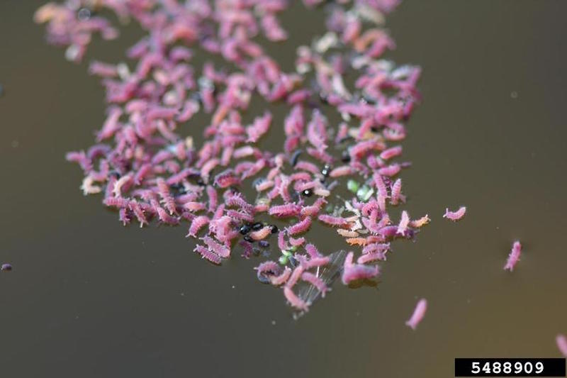 A mass of springtails floating in water.