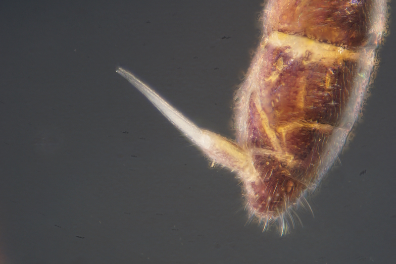 Image of the tail of a springtail