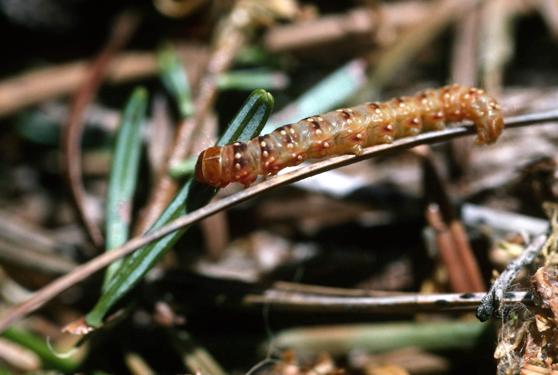 Close up image of a spruce budworm