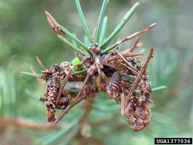 spruce budworm on a branch