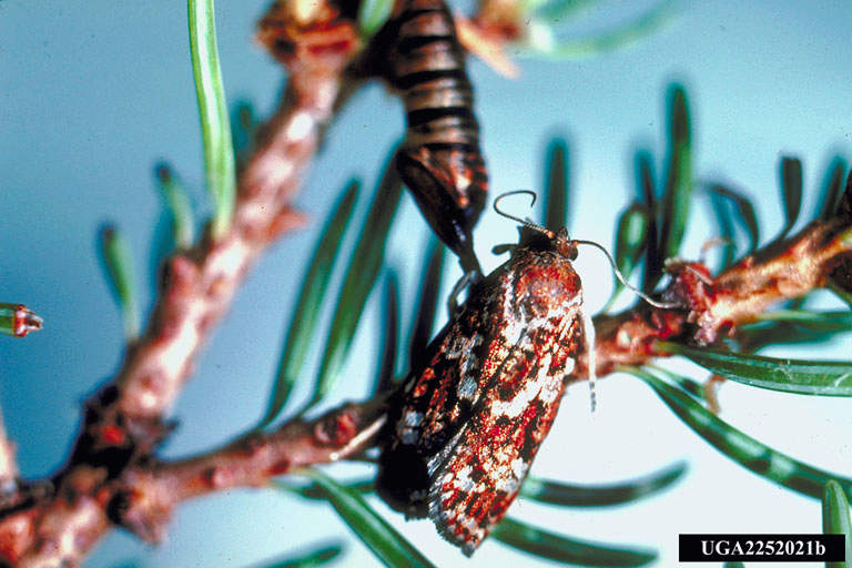 spruce budworm and adult