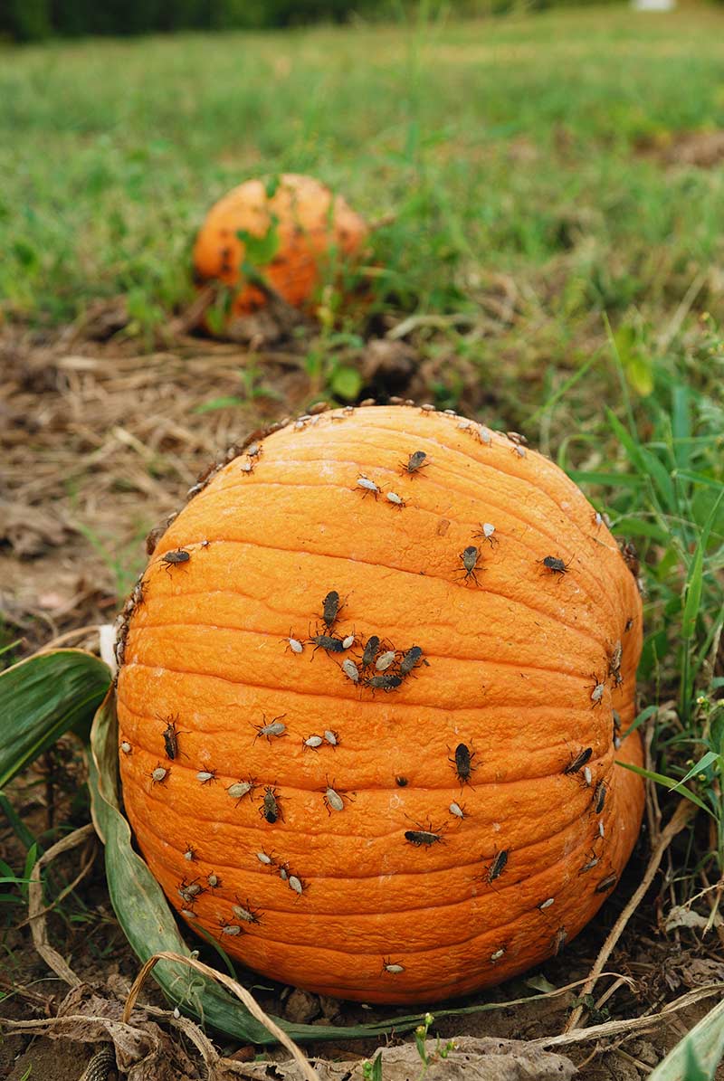 Squash bugs feeding on a pumpkin