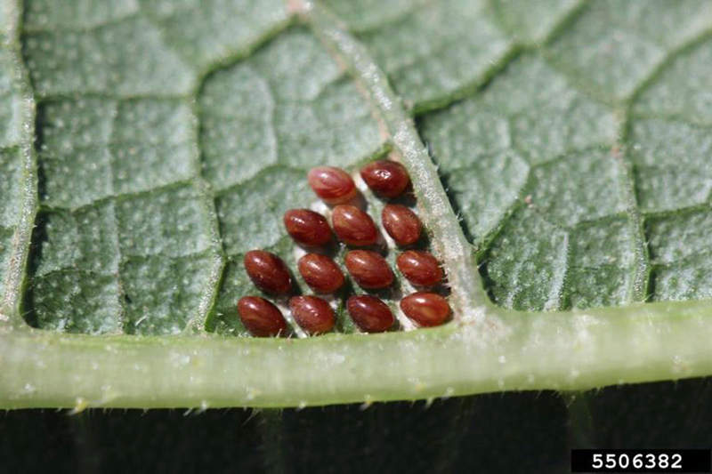 Multiple squash bug eggs on a leaf