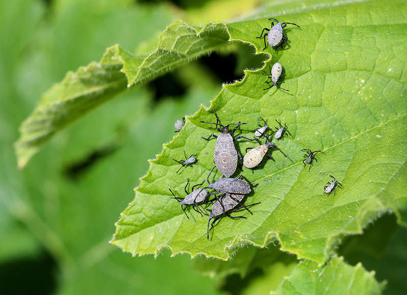adult squash bug on leaves