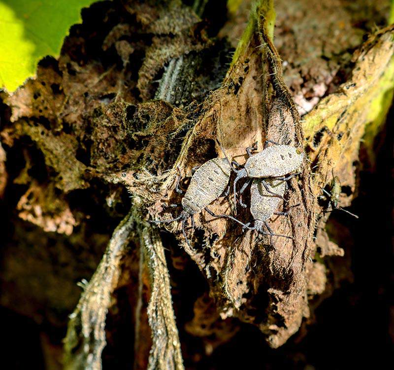 squash bugs on dead leaf