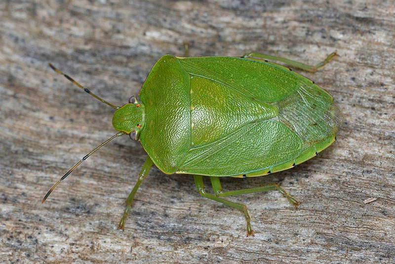 adult green stink bug