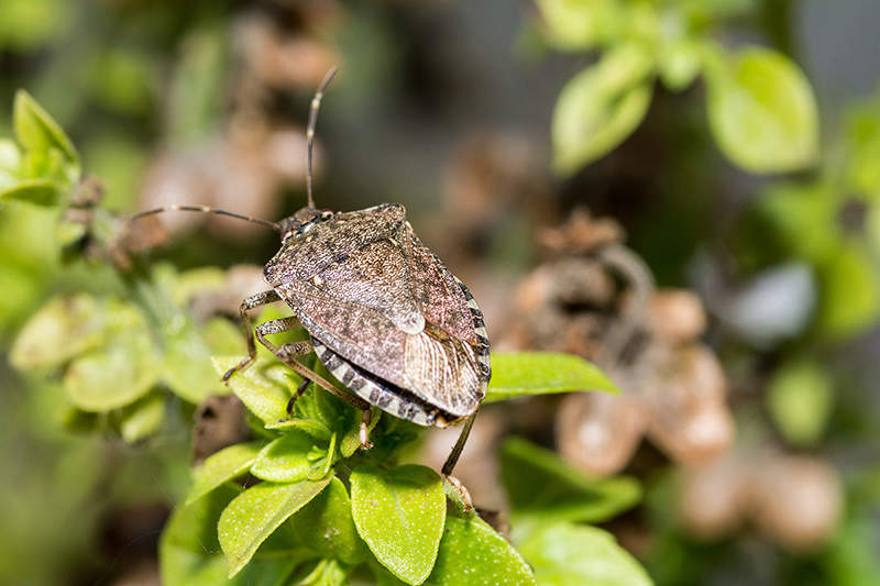 adult stink bug on leaf