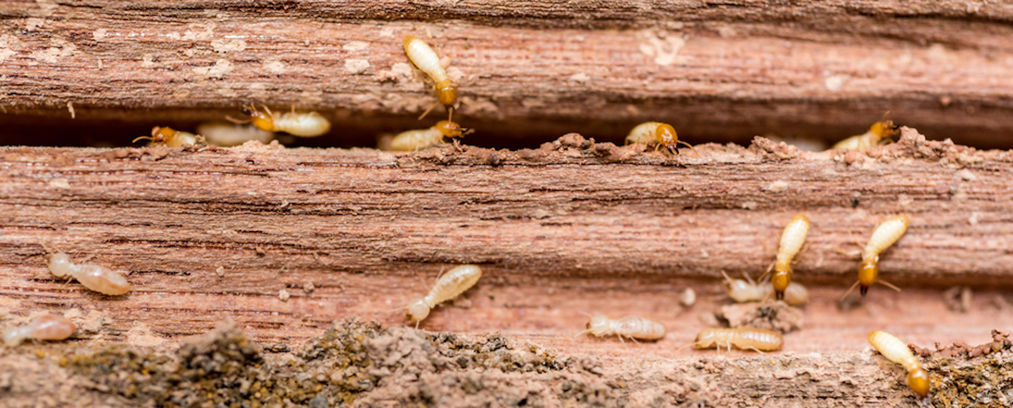 Wood board eaten up by termites