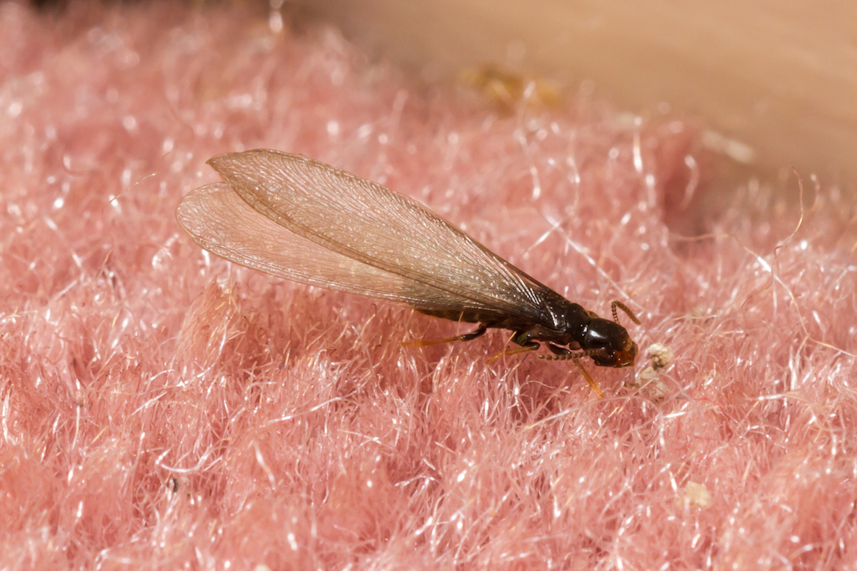 Termite on carpet
