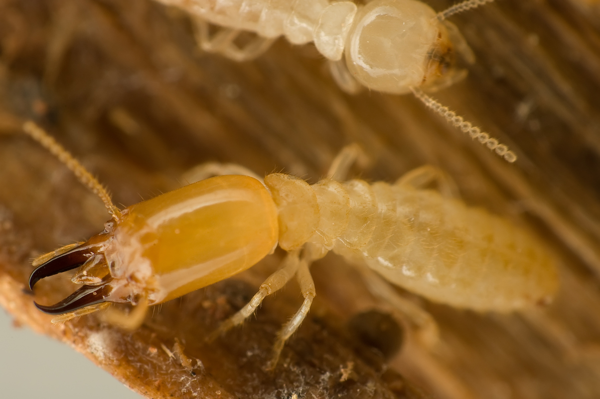 Close up of soldier termites